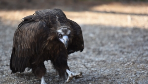Akbabanın yaraları sevgiyle sarılıyor
