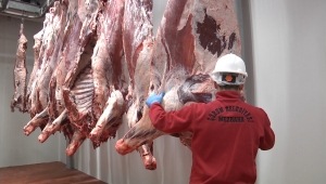 Muhtaç ailelere adaklık kurbanı