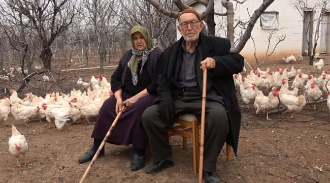 Yaşlı çift yetiştirdiği bin tavuğa çocukları gibi bakıyor