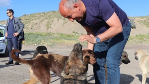 Belediye Başkanı sokak hayvanlarını besledi