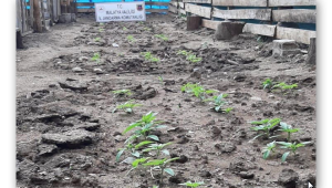 Jandarma fidelerken yakaladı