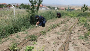 Yabani otların içinde damlama su ile büyüttüler