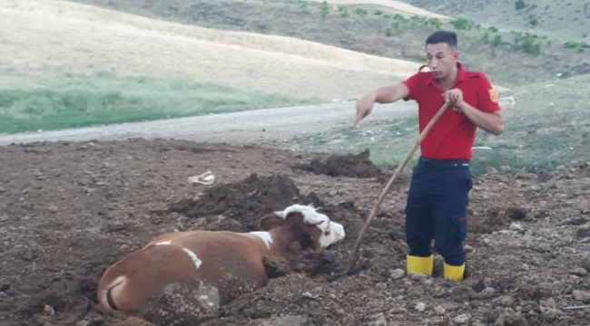 Çamura saplanan kurbanlık tosunu itfaiye kurtardı