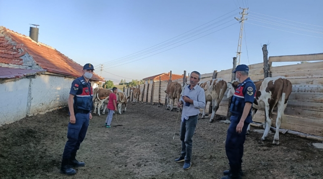 Kırıkkale'de kaybolan 18 kurbanlık hayvanı jandarma buldu