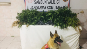 Samsun'da kenevir operasyonu