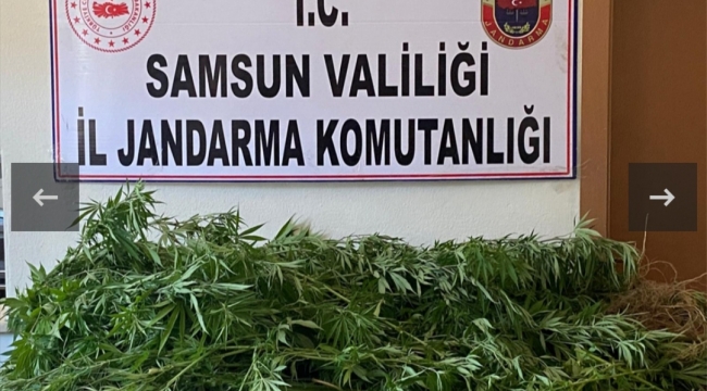 Jandarmadan Sekiz ilçede uyuşturucu operasyonu