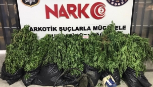 Kızılırmak kıyısında kenevir yetiştiren kişiler yakalandı