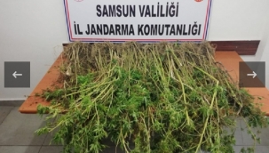 Uyuşturucu operasyonunda 13 Şahıs gözaltına alındı