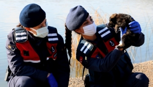 Jandarmanın şefkat eli sokak hayvanlarına uzandı