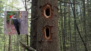 Gagalarıyla en sert ağaçları bile delebilirler