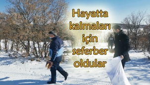 Yaban hayvanlarına yem bırakıldı