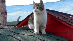 İnsanlığın içini ısıtan "Kedi Köyü" uygulaması Kırıkkale'de