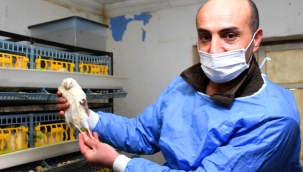 Babasının sağlığı için ürettiği bıldırcınları şimdi ülke geneline pazarlıyor