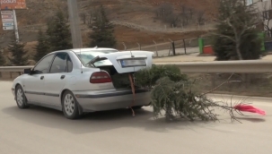 Bagajında çam ağacı taşıyan sürücünün tehlikeli yolculuğu