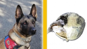 Cesur oturdukları koltuğun altında buldu