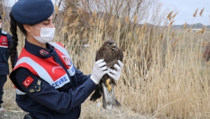 Jandarmanın yaralı bulduğu şahin, özgürlüğüne kavuştu