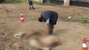 Elektrik akımına kapılan 15 koyundan 4'ü telef oldu