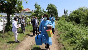 Fındık bahçelerinde aşılama yapıyorlar