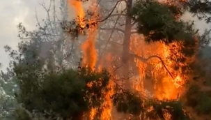 Parkta yıllarca korunan çam ağacı alevlere teslim oldu