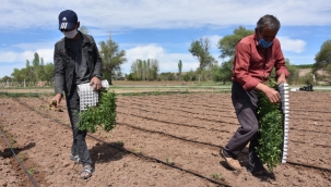 Sebze fideleri toprakla buluşuyor