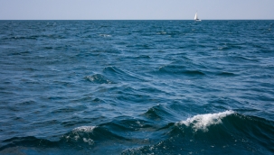 Tehlikesiyle gündem olmuştu, avlayana ücret ödenecek