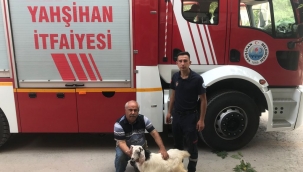 Kayalıklarda mahsur kalan keçileri itfaiye kurtardı