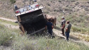 Kurbanlık taşıyan kamyonet şarampole devrildi
