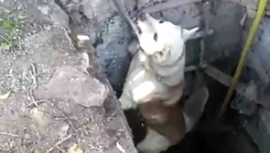 Kuyuya düşen köpek, itfaiye ekiplerince kurtarıldı
