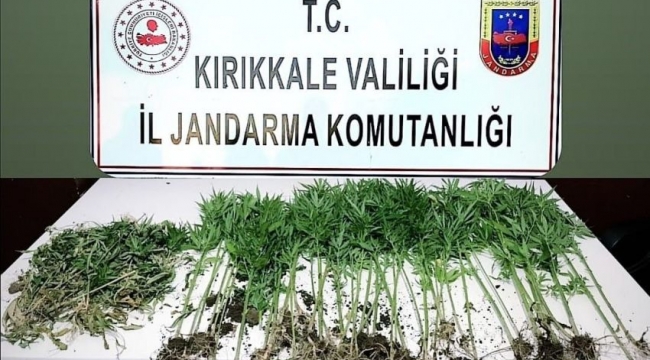 Kırıkkale'de kenevir operasyonu