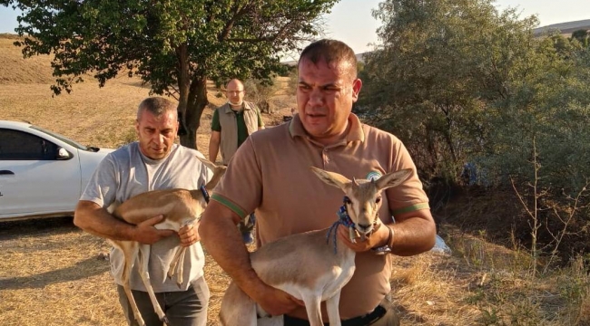 Mevsimlik işçideki 2 ceylana el konuldu