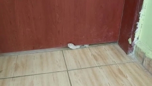 Kapı altından patileriyle uzandı