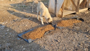 Belediye ekipleri sokak hayvanlarını unutmuyor