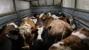 Hayvan dolandırıcılarına operasyon