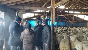 Besicinin ahırı çöktü, 550 hayvan son anda kurtuldu