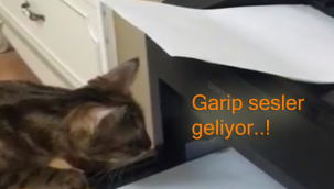 Dikkat kesilmişti ama olmadı, gülümseten görüntüler..! 