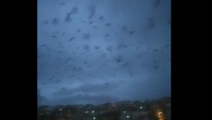 Kuş sürücü kara bulutlar oluşturdu