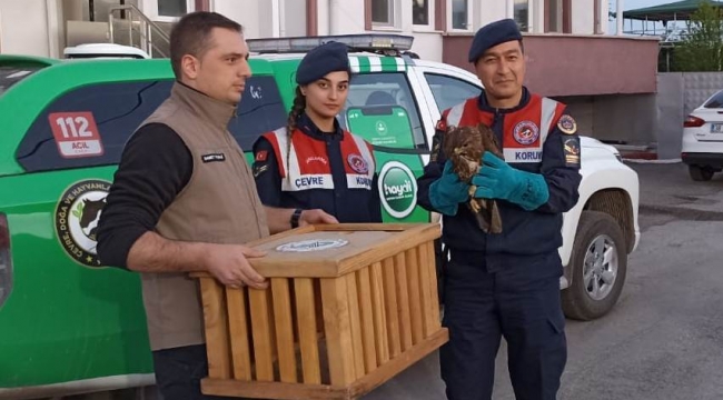 Arazide bulunan doğan kuşuna jandarma şefkati 