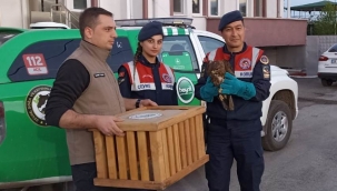 Arazide bulunan doğan kuşuna jandarma şefkati 