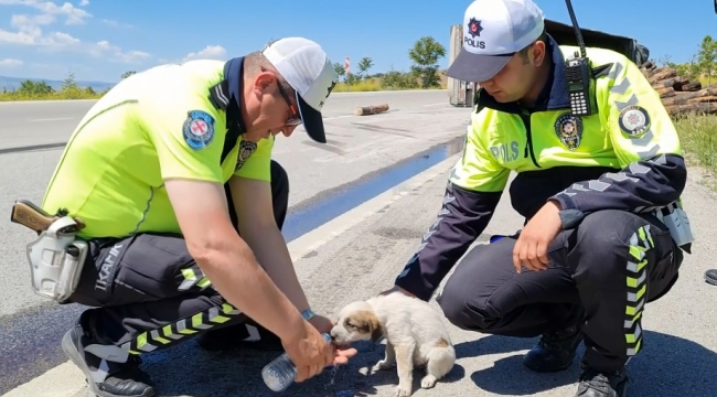 Sahibi ile birlikte kaza geçiren yavru köpeğe polis şefkati