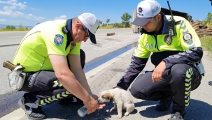 Sahibi ile birlikte kaza geçiren yavru köpeğe polis şefkati
