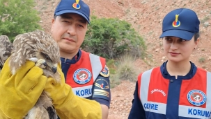 Tedavileri tamamlanınca tekrar doğaya bırakıldı