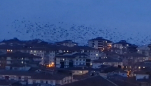 Neden bu kadar görüldü?