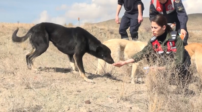 Can dostları kazalardan korunacak