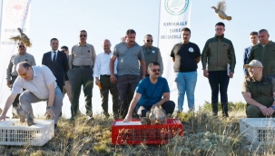 Kınalı keklikler doğaya bırakıldı