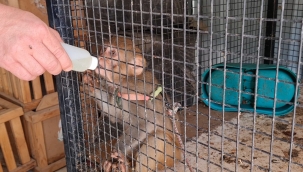 Örümcek maymun emin ellerde