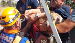 Bakın şu keçinin yaptığına