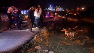 Seyir halindeki otomobil, koyun sürüsüne daldı