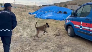Narkotik köpeği Cesur'dan kaçmaz 