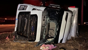 Büyükbaş hayvan taşıyan tır devrildi