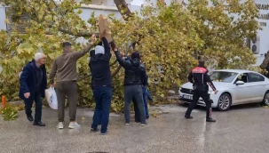Etkili olan rüzgar ağaçları devirdi